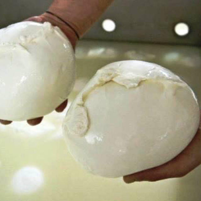 Distribuzione Mozzarella campana genova